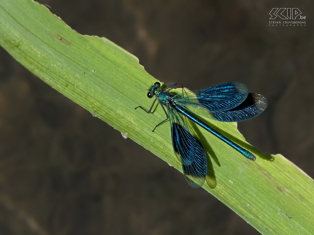 Damselflies and dragonflies - Male banded demoiselle Some photos of damselflies and dragonflies in my hometown Lommel. Stefan Cruysberghs